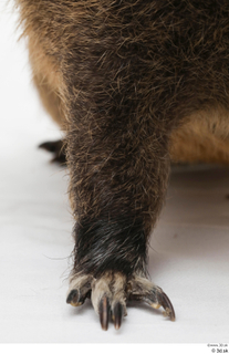 Nutria leg 0010.jpg